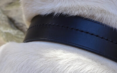 Why put a collar on your dog?