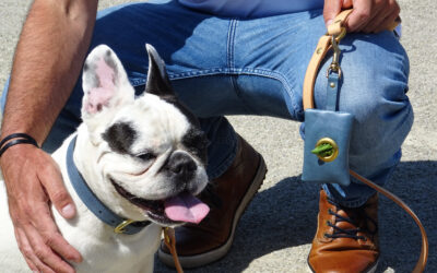 Walks, a vital moment in a dog’s life!