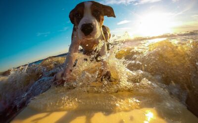 Caring for your dog during a heat wave
