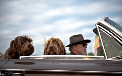 DOG FRIENDLY holidays in France